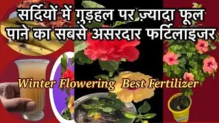 सर्दियों मे गुडहल पर ज्यादा फूल पाने के लिए कौन सी खाद सबसे अच्छी है ! Bloom Booster Fertilizer