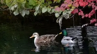 The Ducks Pair ~A Nature Observation HD1080