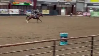 5 yr old First Down French mare.  1D with current stats and 2025 Pro Rodeo earnings. #barrelhorse