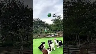 Ces Chiens Contre le Ballon Flottant : Qui Gagnera le D&eacute;fi du Saut ?