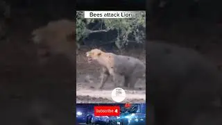 Bees vs Lion|Bees attack|#shorts #animals #viralshorts