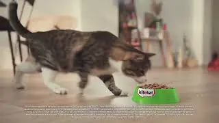Кот Борис не  дружит  с домашней едой