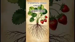 ‼️Зачем вашей клубнике Бор🤔⁉️ #земляника #сад #дача #strawberry #огород #любовь
