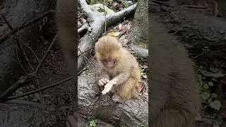 So Pity Baby Monkey Playing A lone With Tree | Monkey Baby #Short
