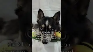Please help sponsor me 😥| #pomsky #huskymix #dog #shorts