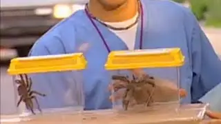 Taxi for Tarantula
