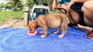 I Adopted a Timid Stray Puppy! He was very hungry