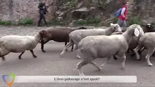 L'&eacute;co-paturage source de biodiversit&eacute;.