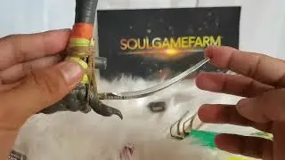 Episode 2: Pagtatali at PagAsinta ng Tari #tari #manok #sabongenthusiast #soulgamefarm