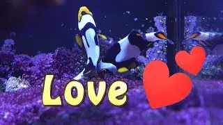 Secret Clownfish Rendezvous!!