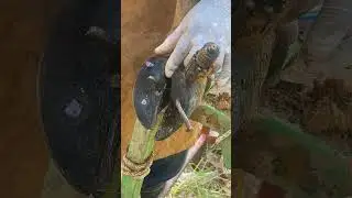 Shocking Hoof Transformation Leads To Satisying Fix #HoofCare #CowHoofTrimming