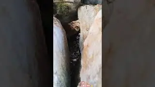 MICRO JUNGLE EXPLORER*(MICRO CAVE196)