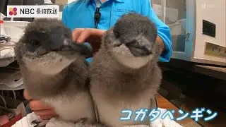 「コガタペンギン」長崎生まれの両親から誕生！こちらでもう大人サイズ