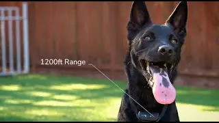 Amazon Sponsored Brand Video Product Ad Example (Pet Union Dog Collar) - ALT Group