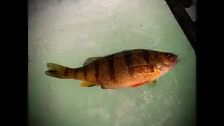 Simcoe Perch W/ Girlfriend +DOG (@mysonwalter)