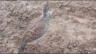 gry francolin sounds 29mint tiptar ki awaaz