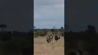 The Thrilling Chase: Cheetah vs Ostrich in a Battle of Speed and Stamina