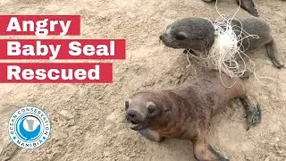 Angry Baby Seal Rescued
