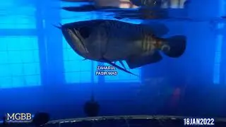 AROWANA MGBB 12.5 INCI