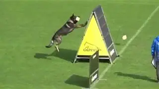 2019 WUSV WM in Modena 16 GER‐2 THOMAS EHRE KODY VOM WOLFSFRIEDE B97