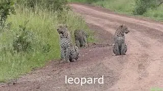 Vocabulary Carnivores - Animals -  English.