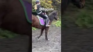 😅😅 #horse #equestrian #pony #islaandrocky #cute #viral #fyp #fypシ #horseriding