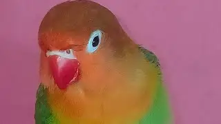&ldquo;Cute Lovebirds Exploring Kitchen🐦😂|Funny Pet Bird Moments&rdquo;#Funny bird#Cute pets#Videos#shorts feed 