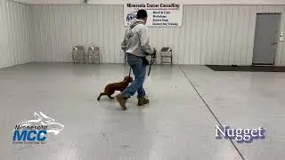 Dog Training - MCC Dog Obedience Bootcamp Update Video (12-01-2025)