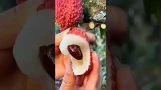 Yummy Sweet Lychee #satisfying #shot
