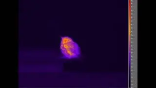 Infrared: Hummingbird in torpor
