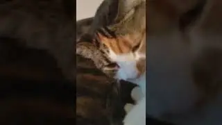 kitty mow mow #cats #funny