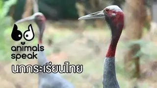 Animals Speak [by Mahidol] นกกระเรียนไทย