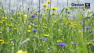 An introduction to Ludwell Valley Park, Exeter