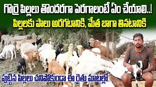 గొర్రె పిల్లలు తొందరగా పెరగాలంటే ఏం చేయాలి..! | Sheep Farming | Kiran TV Rythu