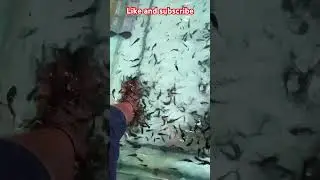 Doctor fish massage #shorts #youtubeshorts #viral #fishing