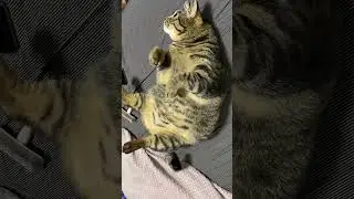 太った猫