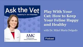 Ask the Vet: Play With Your Cat, A Conversation With Dr. Mikel Delgado