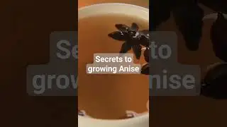 Secrets to growing Anise