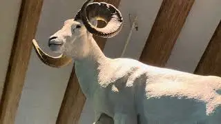 Visiting Denali National Park Visitor Center