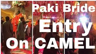 Pakistani Bride Entry On Camel