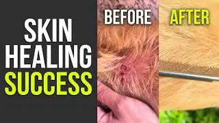 Why My Dog Is Itchy: Resolution, Her Skin Was Failing - A Real Case