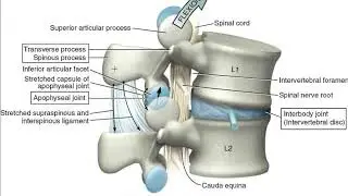 Segmental Movement