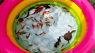 Unboxing ikan hias, tangkap kurakura,belut,bulus,ikan mas koki,cupang,molly,glofish,lele,sapu sapu