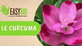 Tous savoir sur la floraison et l'entretien du Curcuma d&rsquo;ornement