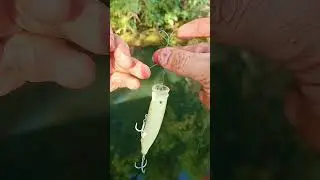 Esqueci o snep...Usei um n&oacute; que salva! #pescaesportiva #iscaartificial #nodepesca