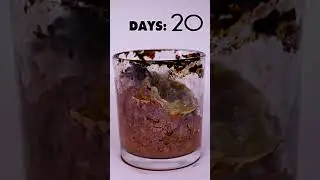 Turning a chocolate drink back into chocolate😃🍫 #shorts #timelapse #tiktok #chocolate