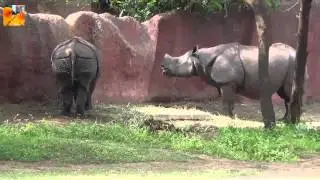 Wild Animals   Zoo World   Hippo   Rhino   Nature Beauty | Wild Animals |