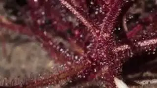 Drosera hartmeyerorum 02 ,King Edward River, Western Australia, The Kimberley