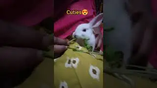 Kundellu👀🌝#rabbit