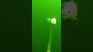 18. Dezember Waterwolf Auswertung von gestern Teil 4